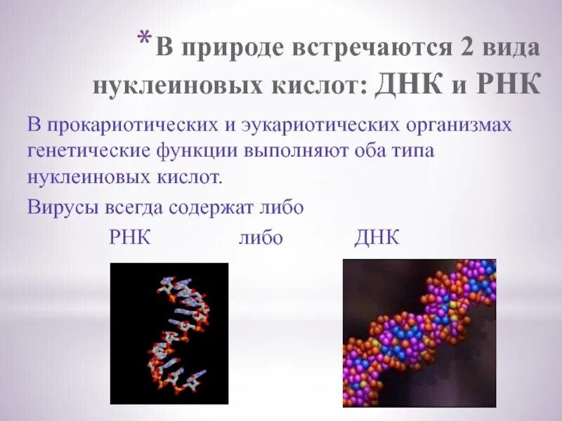 Геномные рнк. Виpус содержащий Тип нуклеиновой кислоты – ДНК. Нуклеиновая кислота вируса. Презентация на тему ДНК. Типы нуклеиновых кислот вирусов.