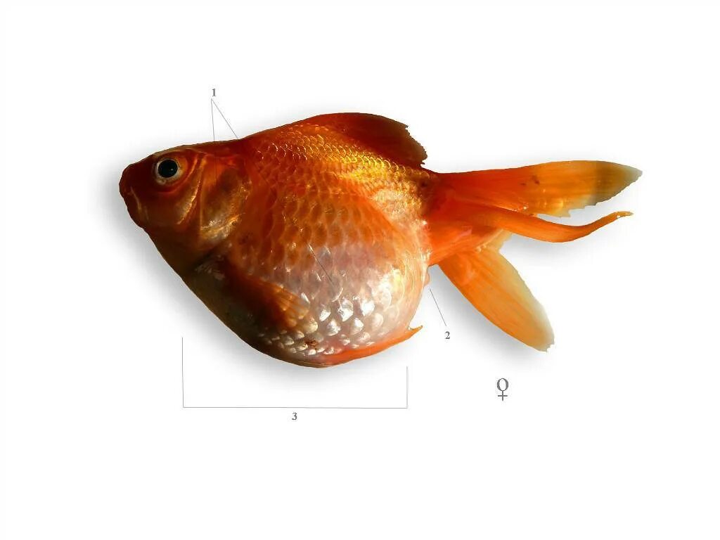 Как отличить рыбок самца от самки. Золотая рыбка самка. Золотая рыбка вуалехвост самец и самка. Золотая рыбка самец. Золотые рыбки пол.