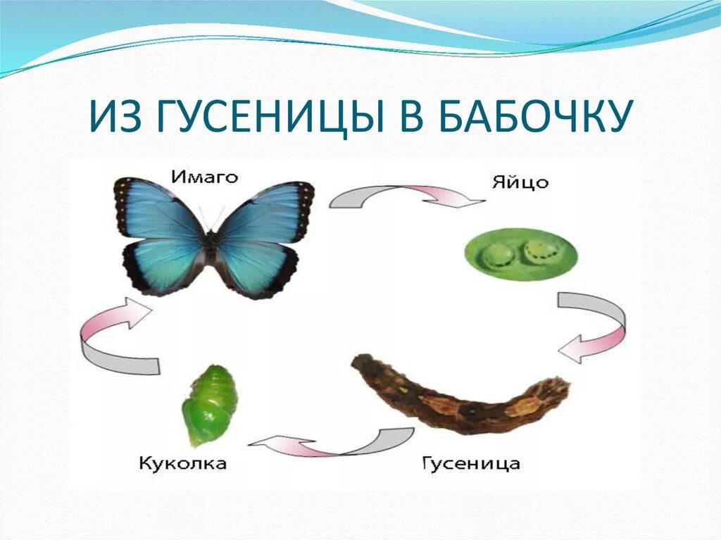 Стадии гусеница бабочка. Цикл развития бабочки. Жизненный цикл бабочки схема. Цикл превращения гусеницы в бабочку. Тип развития бабочки.