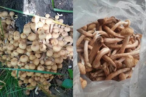 Какие настоящие опята