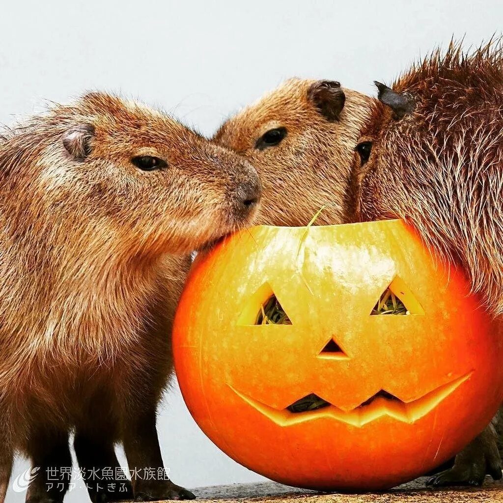 Капитан капибара. Хлебная капибара. Капибара спецназ. Капибара из энканто. Капибара рисунок.