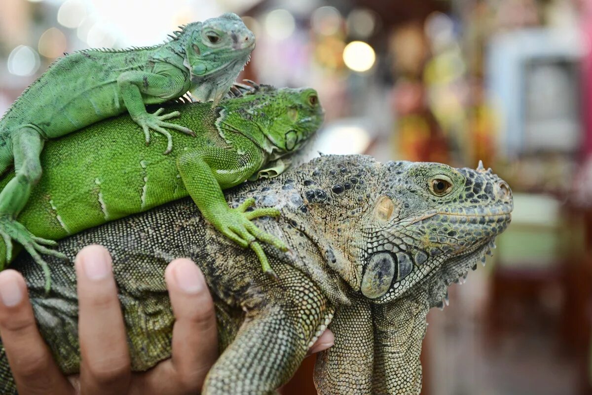 Содержание рептилий. Игуана зеленая обыкновенная. Террариум для зеленой игуаны. Зеленая игуана (Iguana Iguana). Игуана обыкновенная зеленая размер.