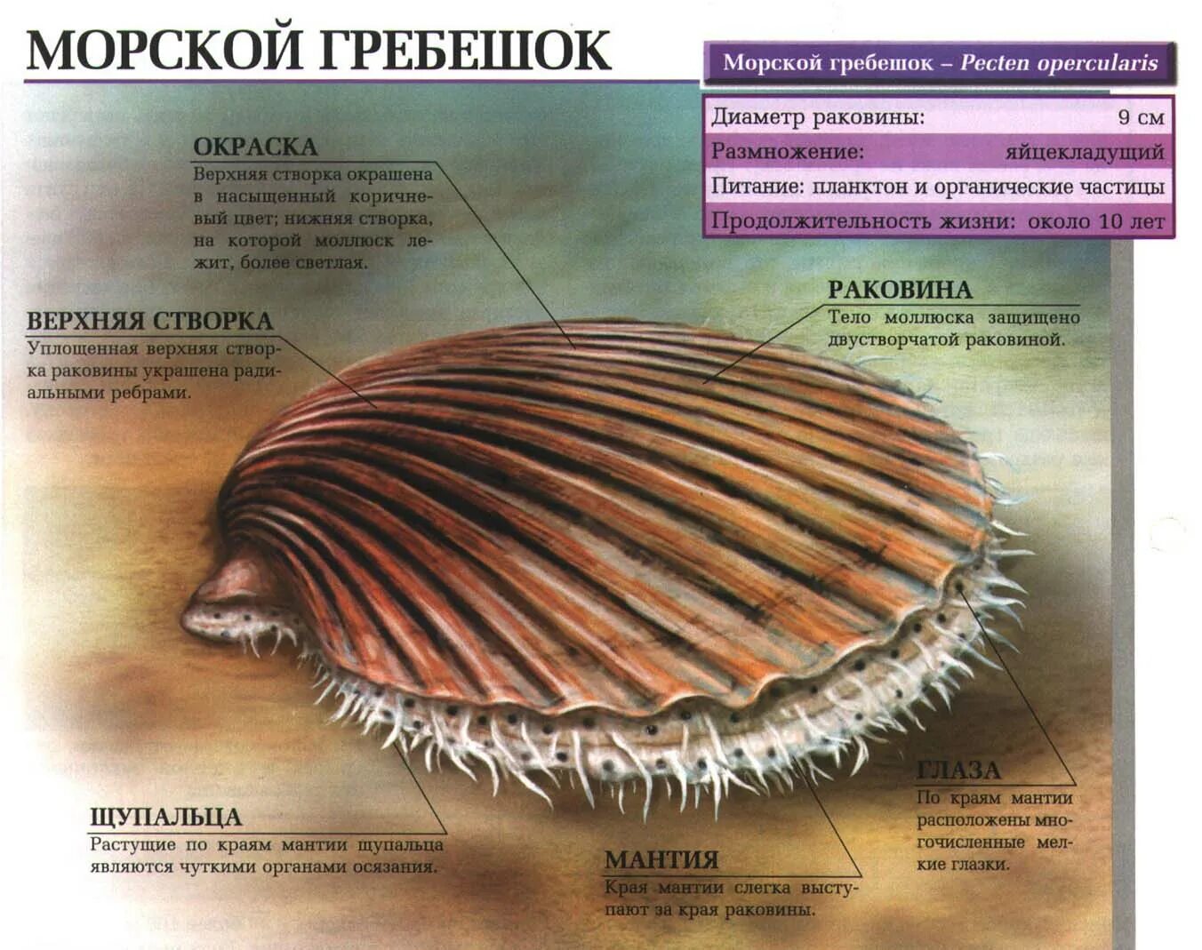 Двустворчатые моллюски внешнее строение. Морской гребешок — двустворчатый моллюск (Ракушка. Внешнее строение морского гребешка. Гребешок моллюск раковина.