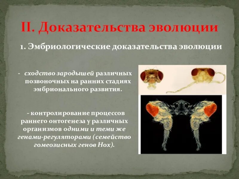 Решающим эмбриологическим доказательством эволюции является. Эмбриональные доказательства эволюции. эмбриональные доказательства эволюции кратко. эмбрион доказательства эволюции. сравнительно-анатомические и эмбриональная.