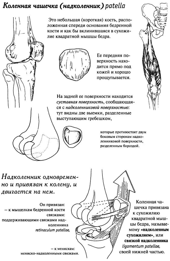 Перелом надколенника код по мкб 10. Надколенник анатомия строение. функции надколенника анатомия. коленная чашечка тип кости. надколенник и коленная чашечка.