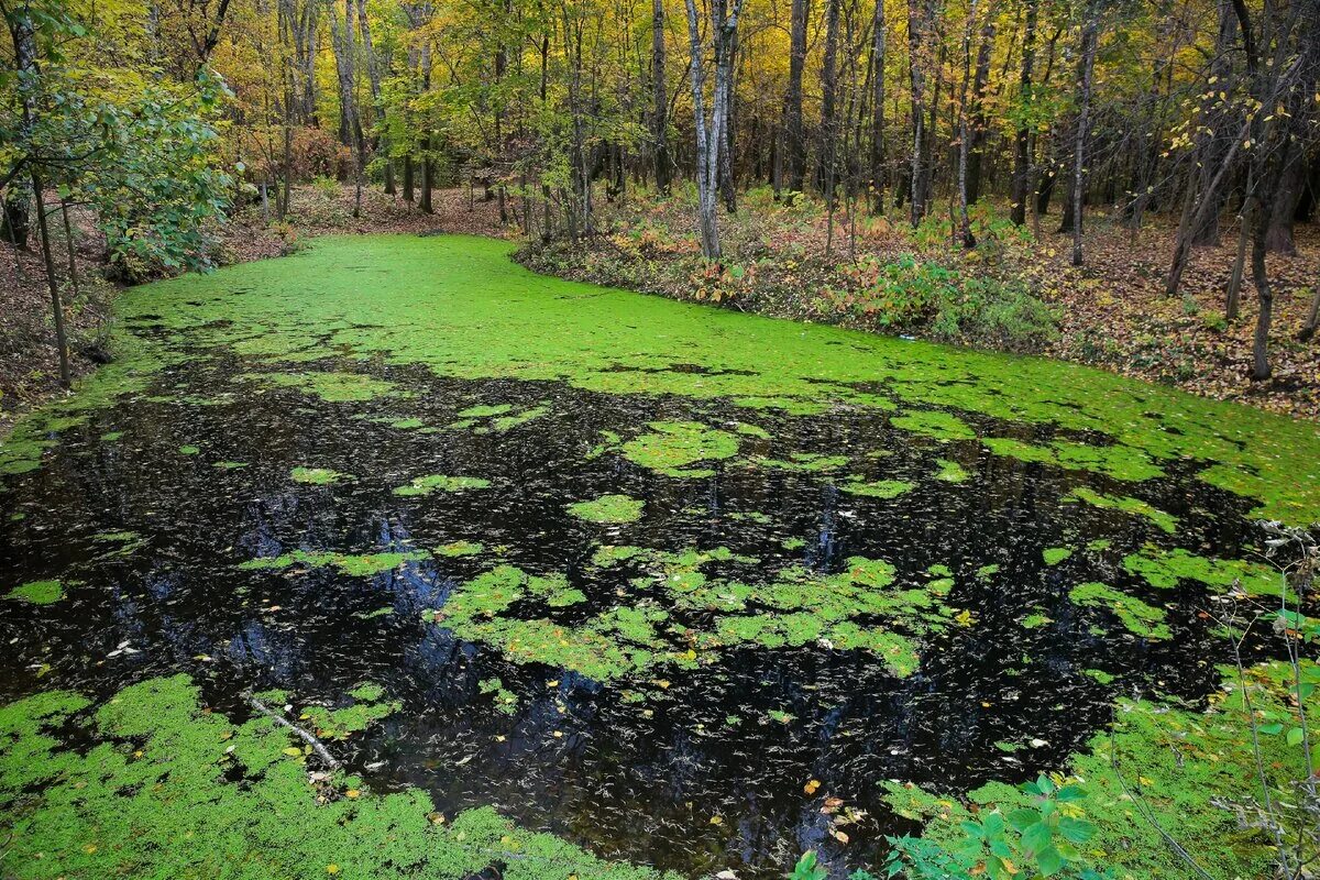 Болотистая вода. Водно-болотные угодья Москвы. Молжаниновское верховое болото. Луконцево болото. Малинское верховое болото в Зеленограде.