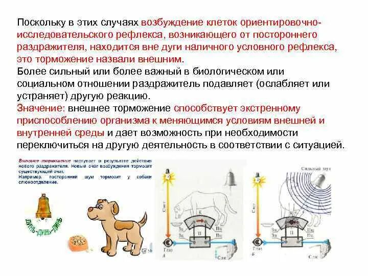 Зависимость величины условного рефлекса от силы раздражителя. Зависимость времени рефлекса от силы раздражителя. Величина сила раздражителя. Зависимость времени рефлекса от силы раздражителя вывод. Сила рефлекса