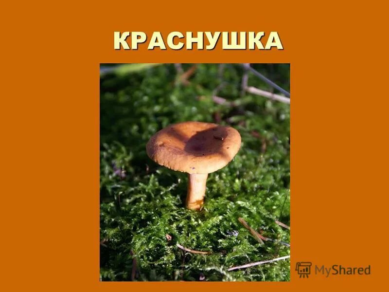 Краснушка. Краснушка гриб. Краснушка съедобный гриб. Краснушка гриб съедобный или нет.