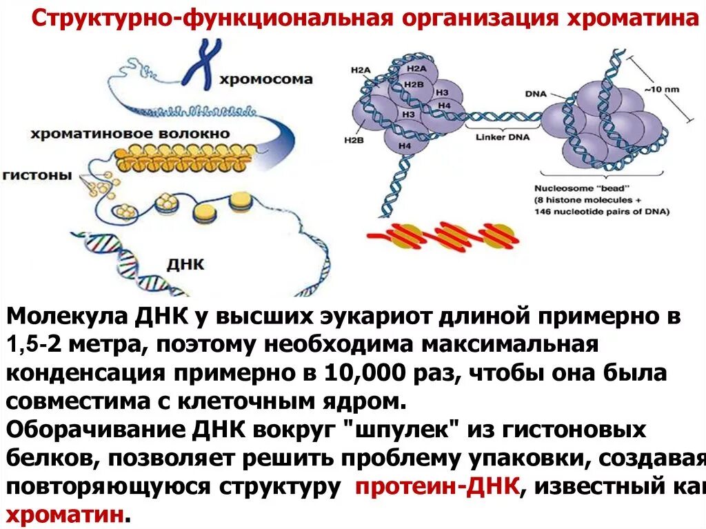Связана с белками гистонами. Структурно-функциональная организация хроматина. Организация хроматина у эукариот. Уровни организации хроматина у эукариот. Уровни конденсации ДНК В составе хроматина.