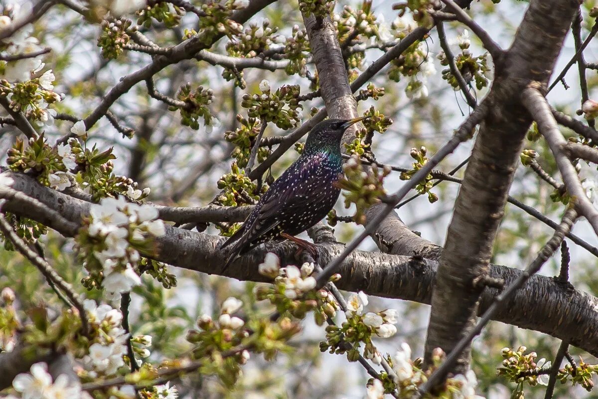 обыкновенный скворец шпак. белогрудый скворец. шпак скворец.