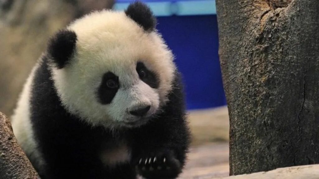 Pandas top