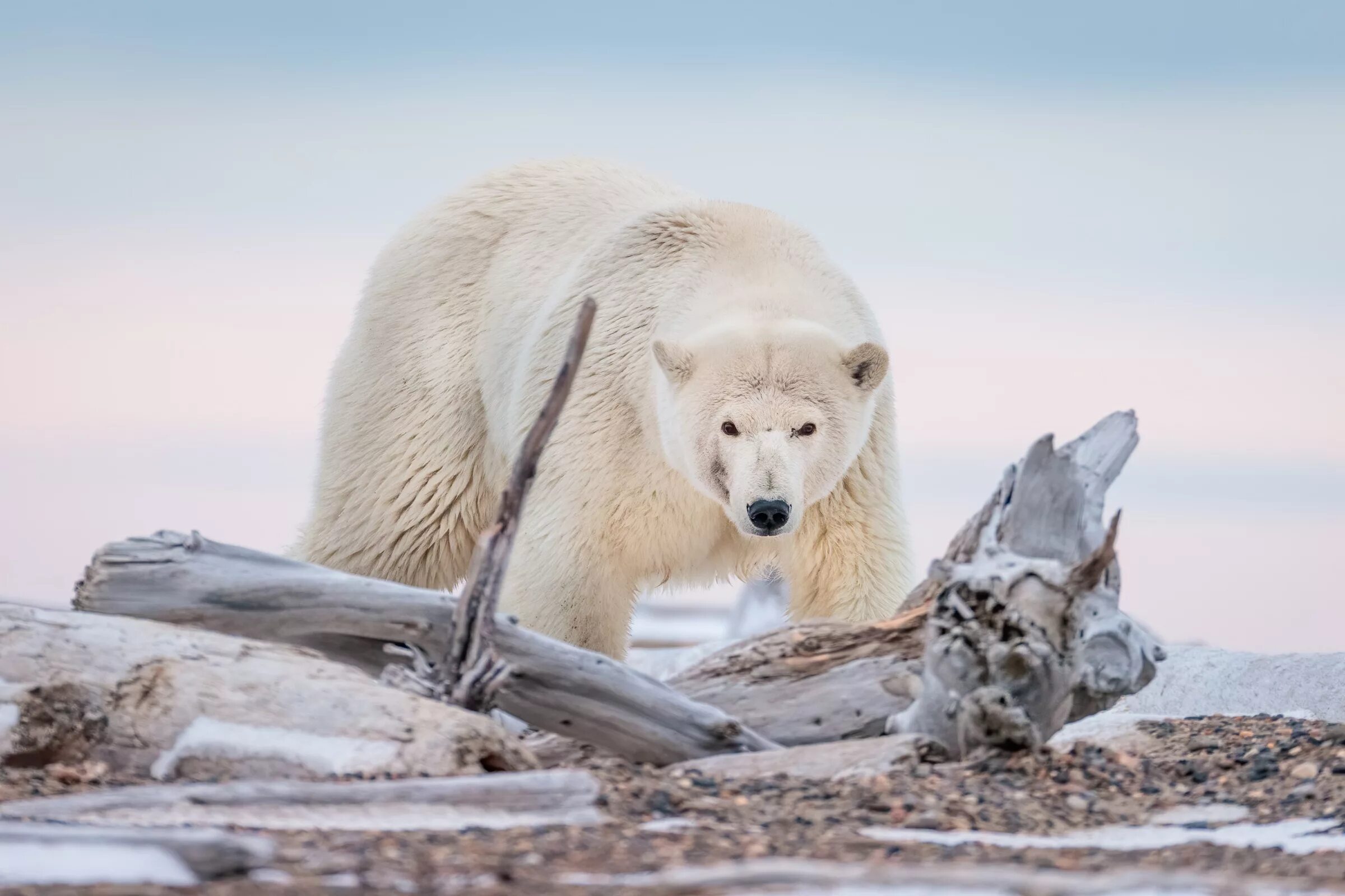 Белые медведи на Аляске. Полярный медведь. Животные полярного круга. Белый мишка.