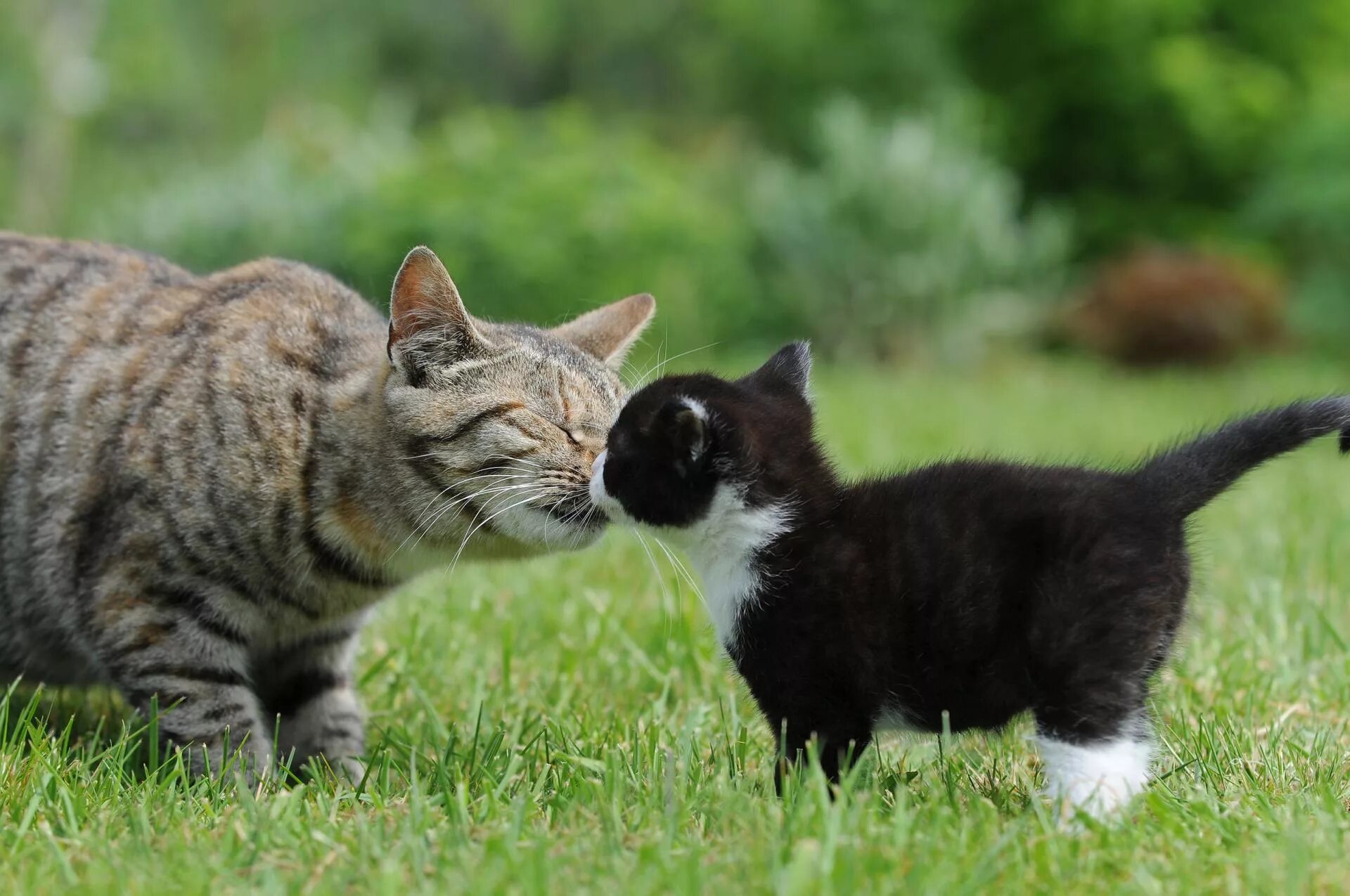 Кошки. Кошка с котятами. Общение кошек. Коммуникация кошек. Как подружить кошек между собой