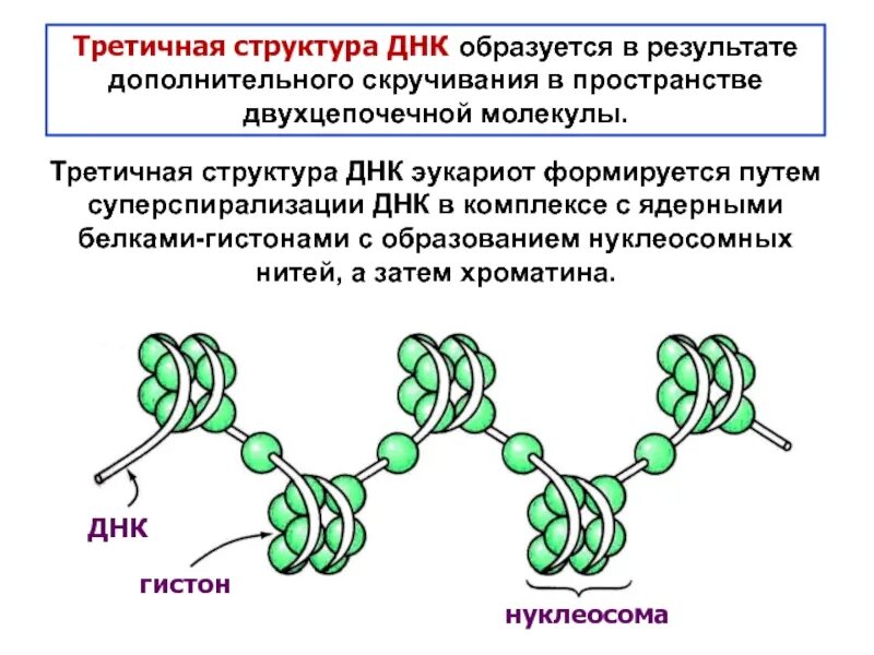Тип связи днк. Первичная вторичная и третичная структура днк. третичная структура нуклеиновых кислот. строение днк третичная структура. третичная и четвертичная структура днк.