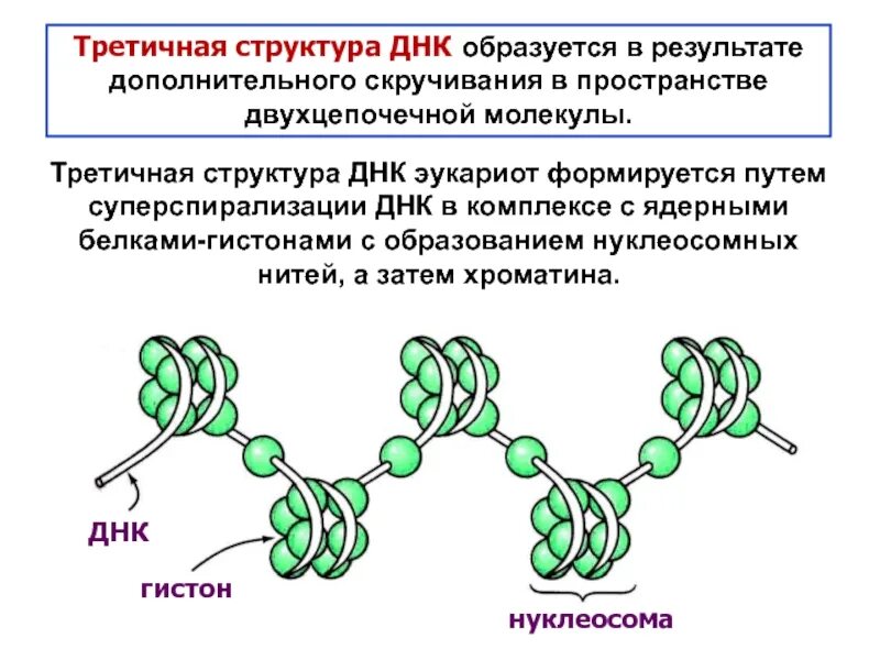 Вторичная цепь днк. Третичная структура белка ДНК. Первичная вторичная и третичная структура ДНК. Третичная структура ДНК строение. Третичная структура ДНК У эукариот.