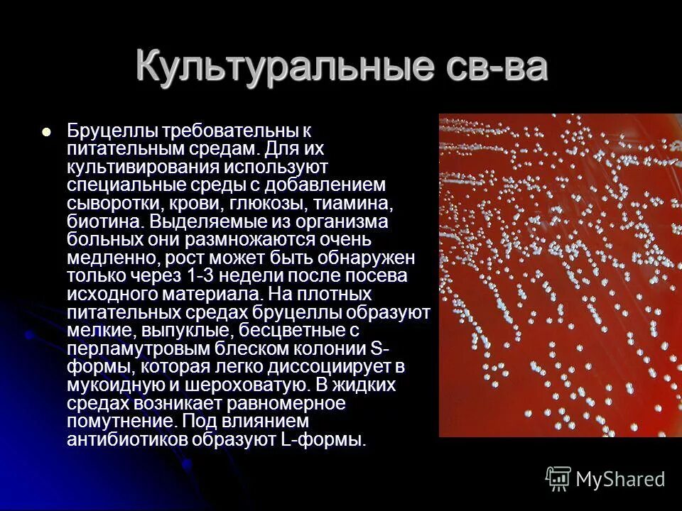 Кипрская лихорадка. Среднеморская лихорадка что это. Семейная средиземноморская лихорадка патогенез. Клинические проявления первой стадии лихорадки. Средиземноморская лихорадка клинические рекомендации.