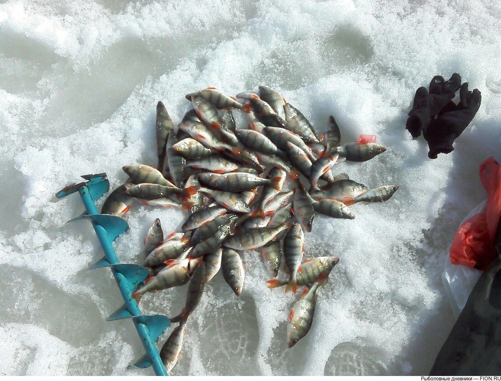 Фион 74 челябинская область. Эскалбы рыбалка. Рыбалка на озере Эскалбы. Озеро ИК Омская область зимняя рыба. Озеро ИК Омская область рыбалка.