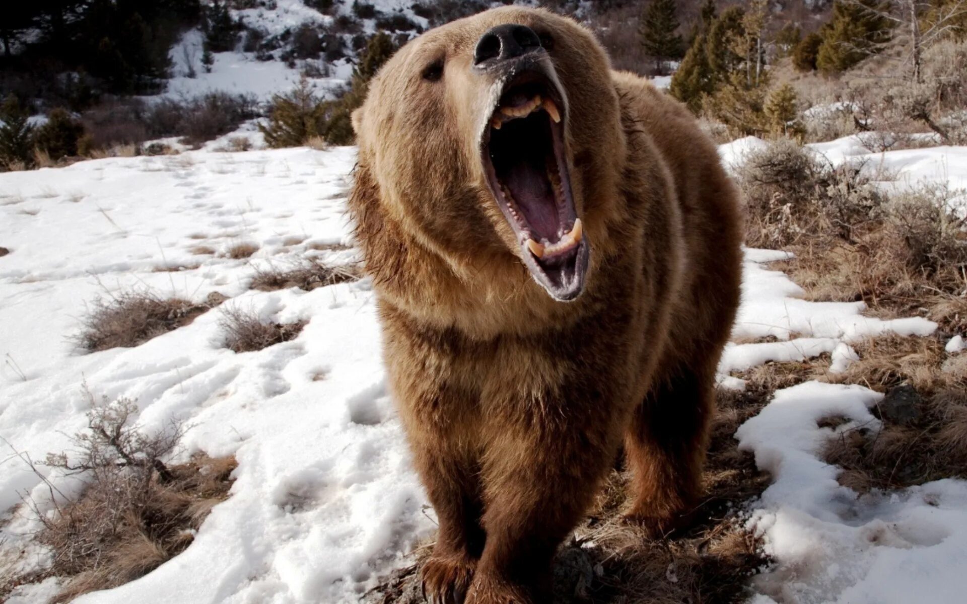 Медведь людоед Кесагаке. Медведь Гризли злой.