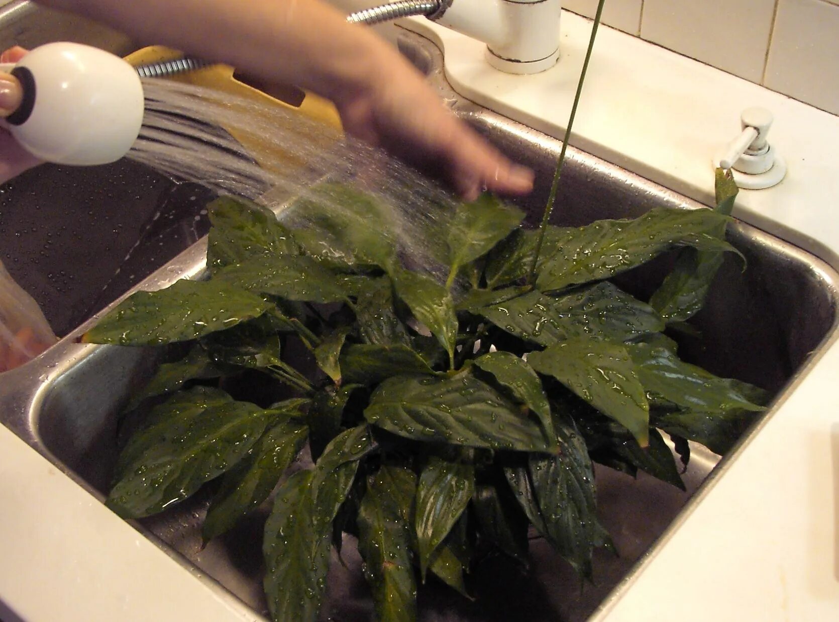 Горячее и для цветов и