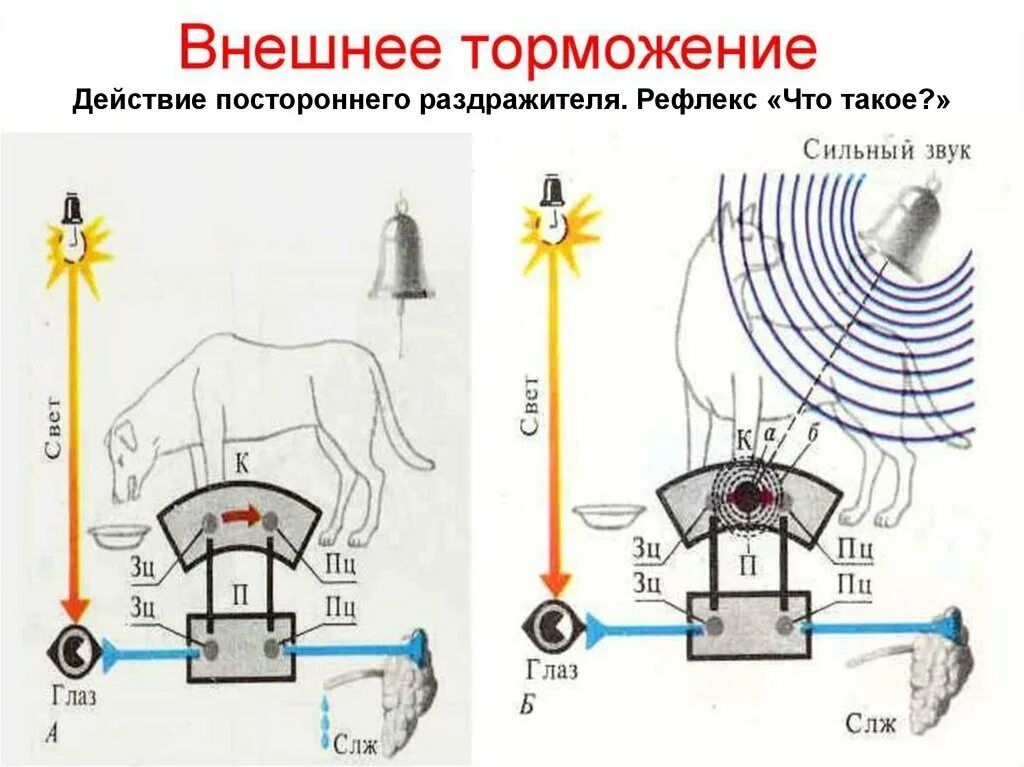 Какие рефлексы тормозятся с помощью внешнего торможения. Внешнее торможение. схема развития внешнего торможения. индукционное внешнее торможение. схема развития внутреннего торможения.