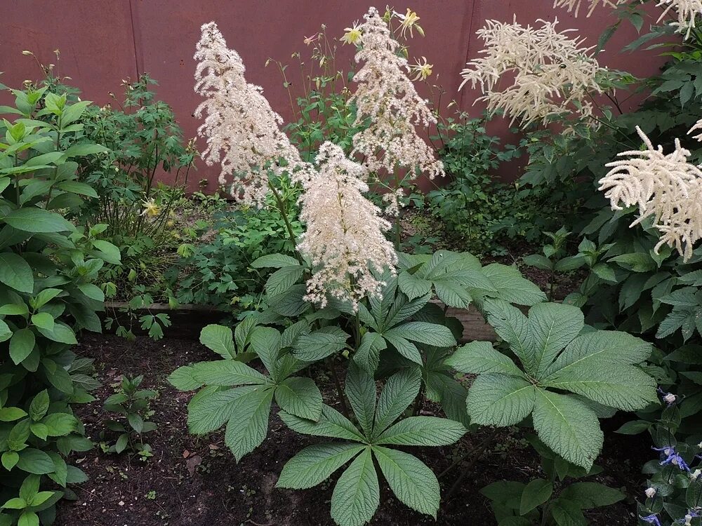 Роджерсия бузинолистная. Роджерсия aesculifolia. Роджерсия перистая white. Роджерсия конскокаштанолистная. Роджерсия конскокаштанолистная (rodgersia aesculifolia).