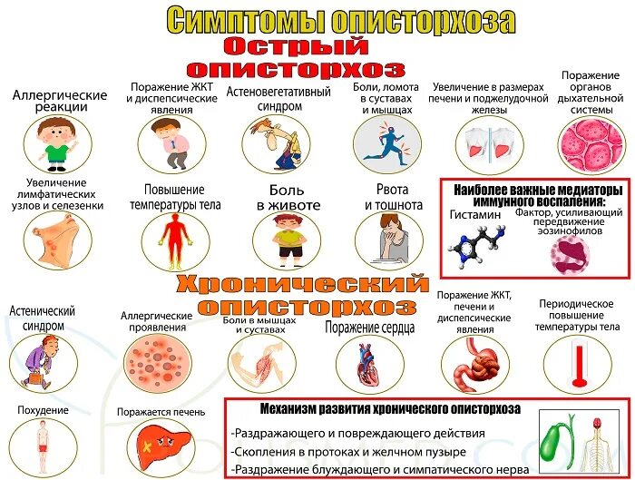 Описторхоз, или болезнь Виноградова - Статьи - медицинский портал Челябинска (ве