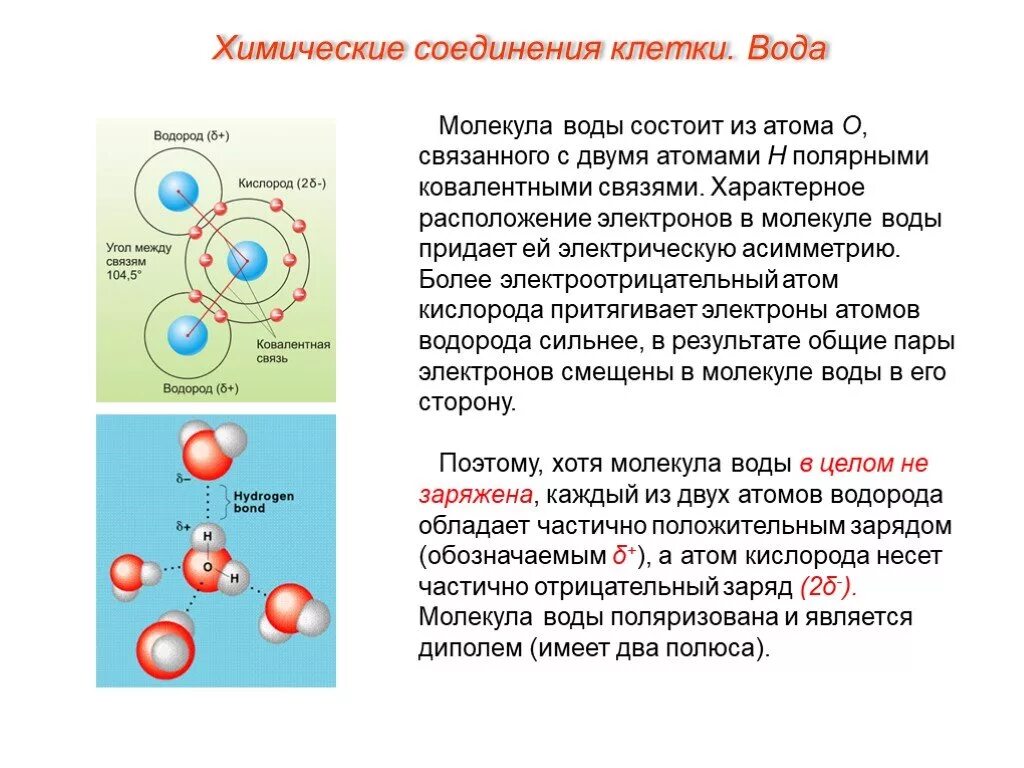 Химические соединения клетки. Клетка состоит из атомов. Клетка молекула атом. Клетка состоит из молекул. Отличие клетки от молекулы