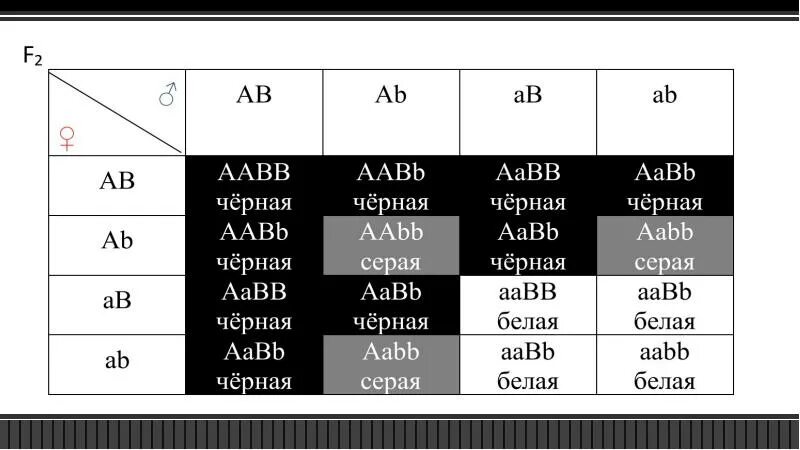 Организм с генотипом аавв образует. Гены AABB. Аабб аабб. AABB×AABBAABB×AABB для комплементарного действия генов. AABB AABB AABB AABB схемы рифмовки.