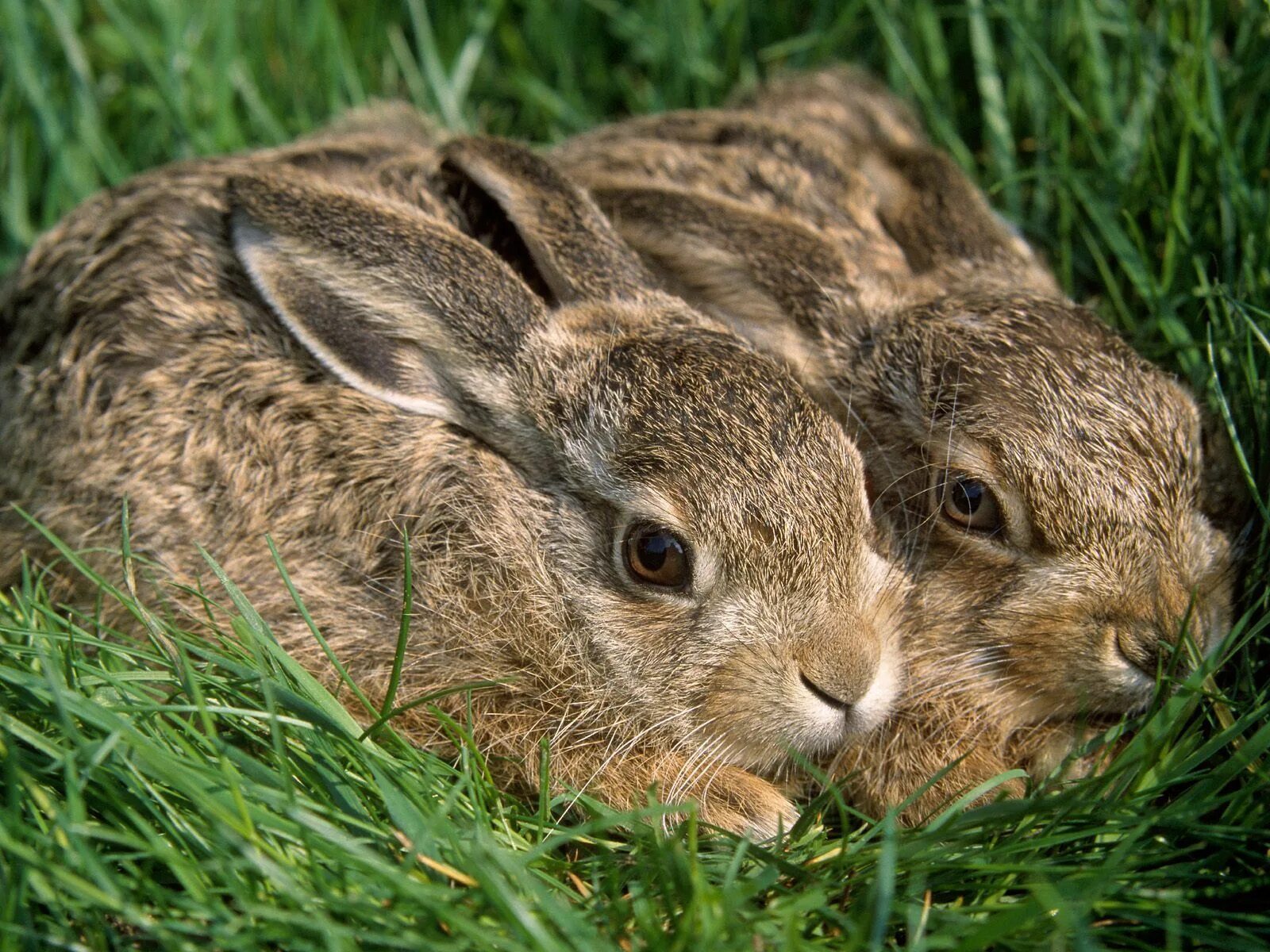 Заяц. Зайчиха с зайчонком. Кролики. Фотографии животных. Grass animals
