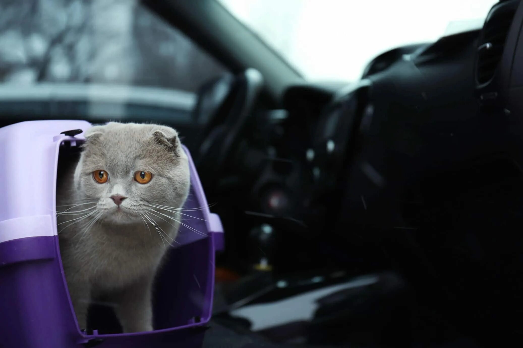 Стресс кошки в машине. Стресс кошки в машине. Милые котики в машине. Кот дальнобойщик. Кот за рулем.