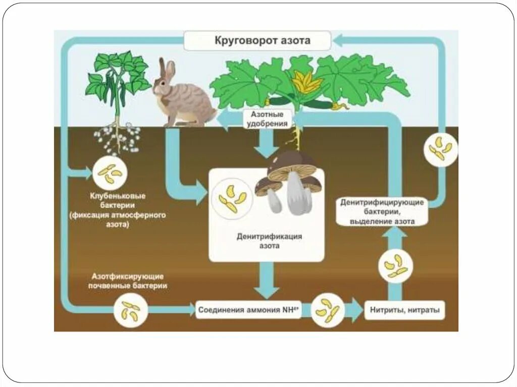 Роль бактерий в цепях питания. Круговорот азота биология. Круговорот азота азотфиксирующие бактерии. Роль микроорганизмов в круговороте веществ в природе схема. Микроорганизмы в круговороте азота.