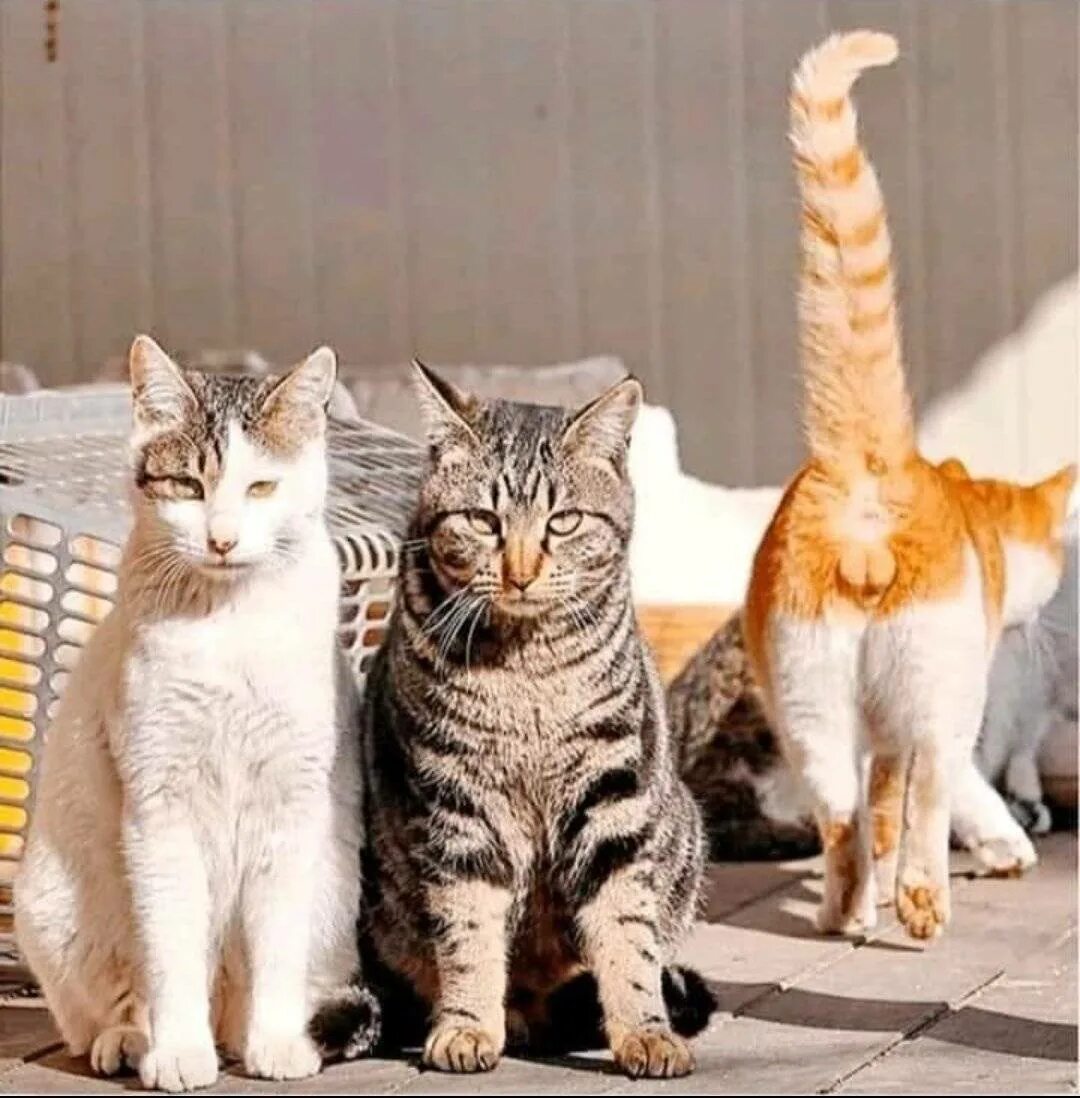 Где есть кот. Три кошки смешные. кот юмор. кот друг. юмор про котов.