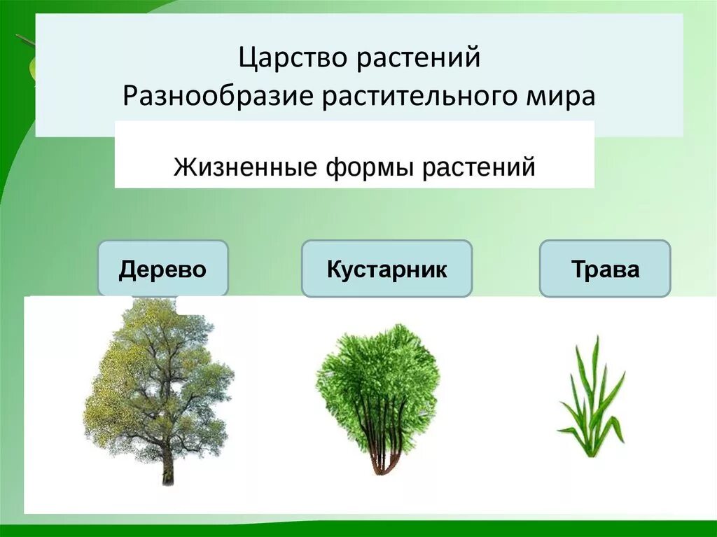 Как сохранить разнообразие растений. Царство растений. Деревья и кустарники. Разнообразие растений для дошкольников. Многообразие царства растений.