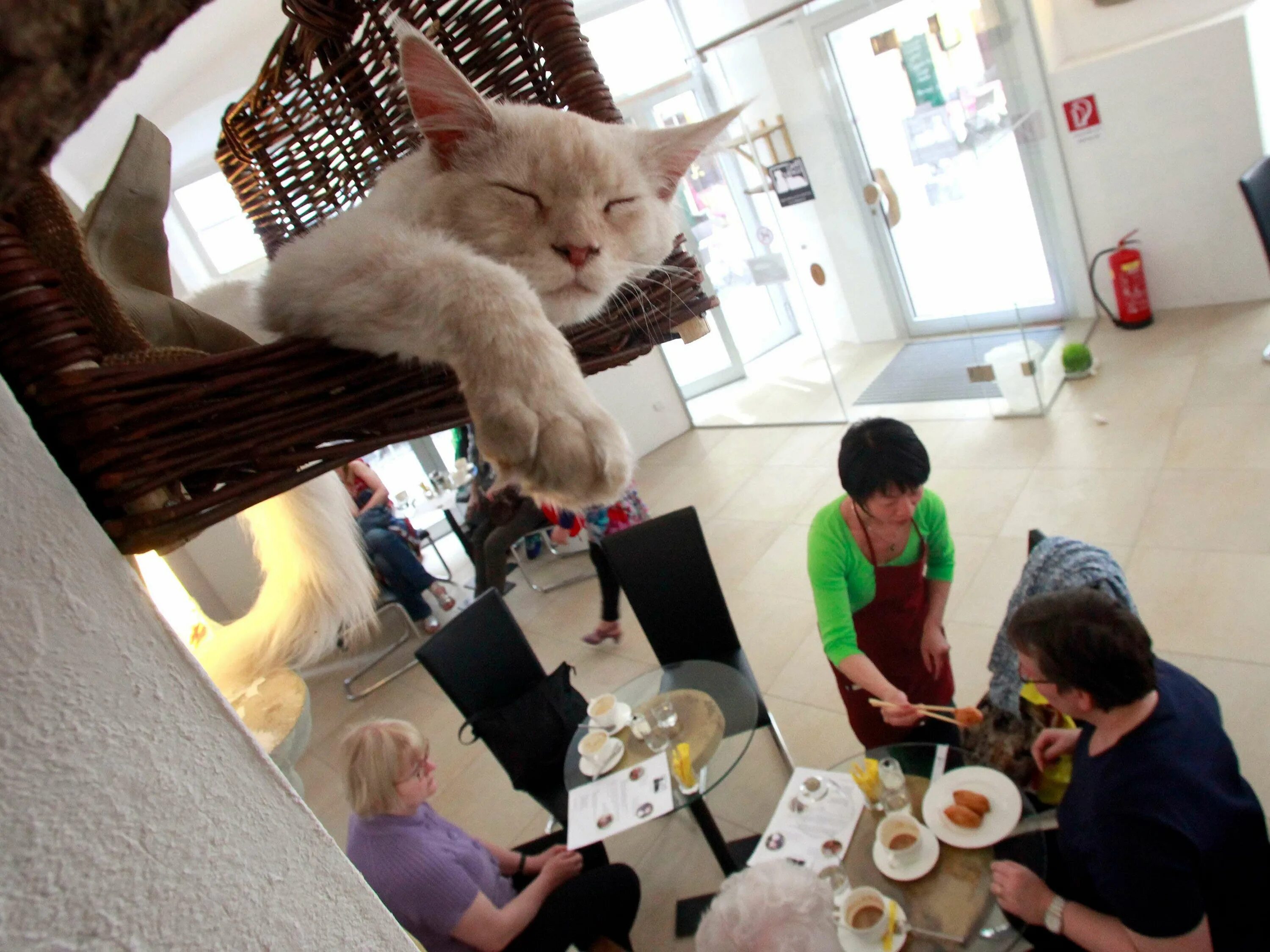 Как найти ключ от котокафе. Кошачье кафе - &quot;cat cafe&quot; в японии. котокафе токио. кошачье кафе в токио. кошачьи кафе в японии.