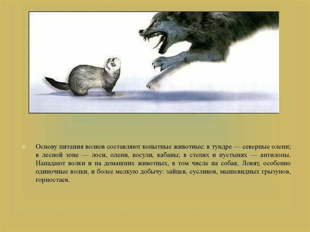 Волк способ питания у животных. Волк способ питания у животных