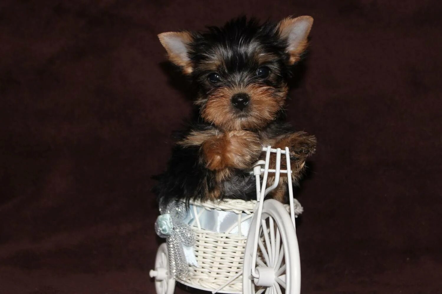 питомник йоркширский терьеров щенок. йоркширский терьер мини. йоркширский терьер стандарт питомник. йорк мини щенок в егорьевск питомник. питомник йоркширских терьеров в москве.