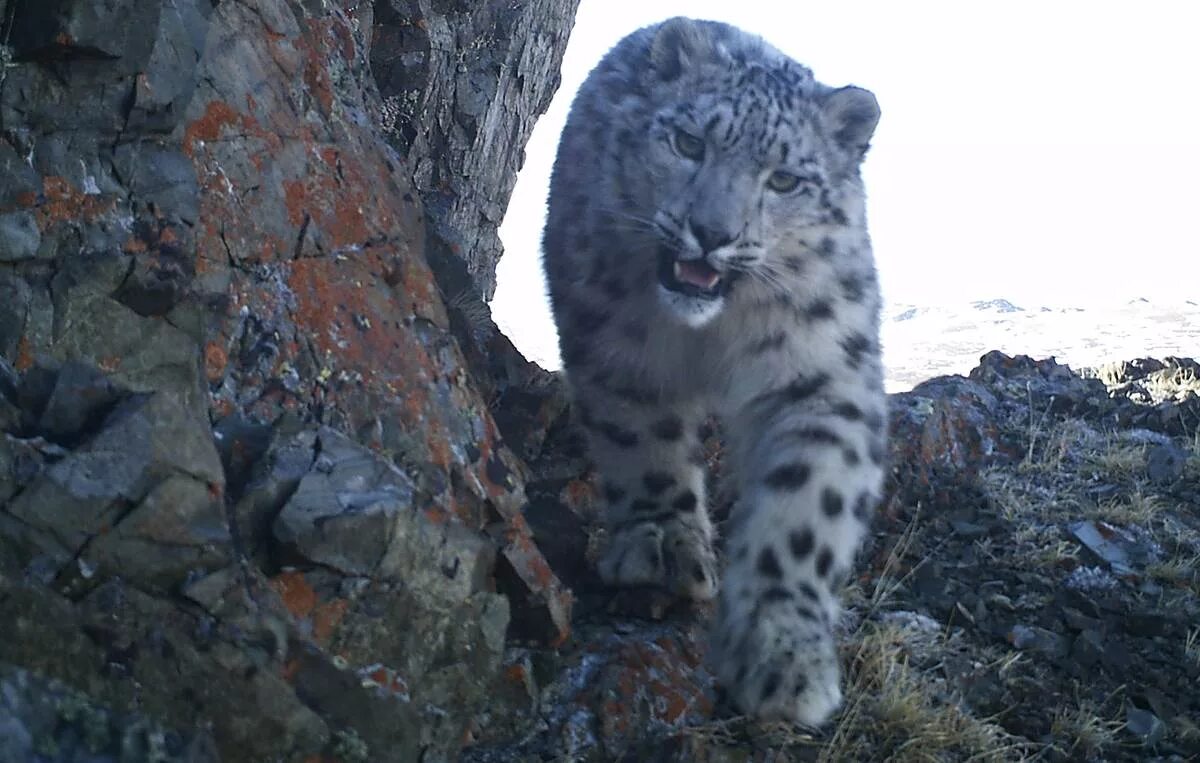 Сайлюгемский ибекс. Заповедник усть-кокса катунский. Фауна алтая. Рысь в алтайском крае. Алтайский заповедник животный мир.