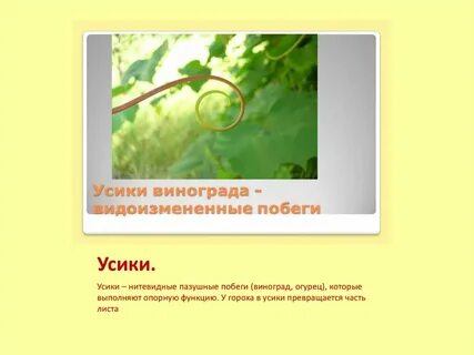 Выполняемая функция усиков