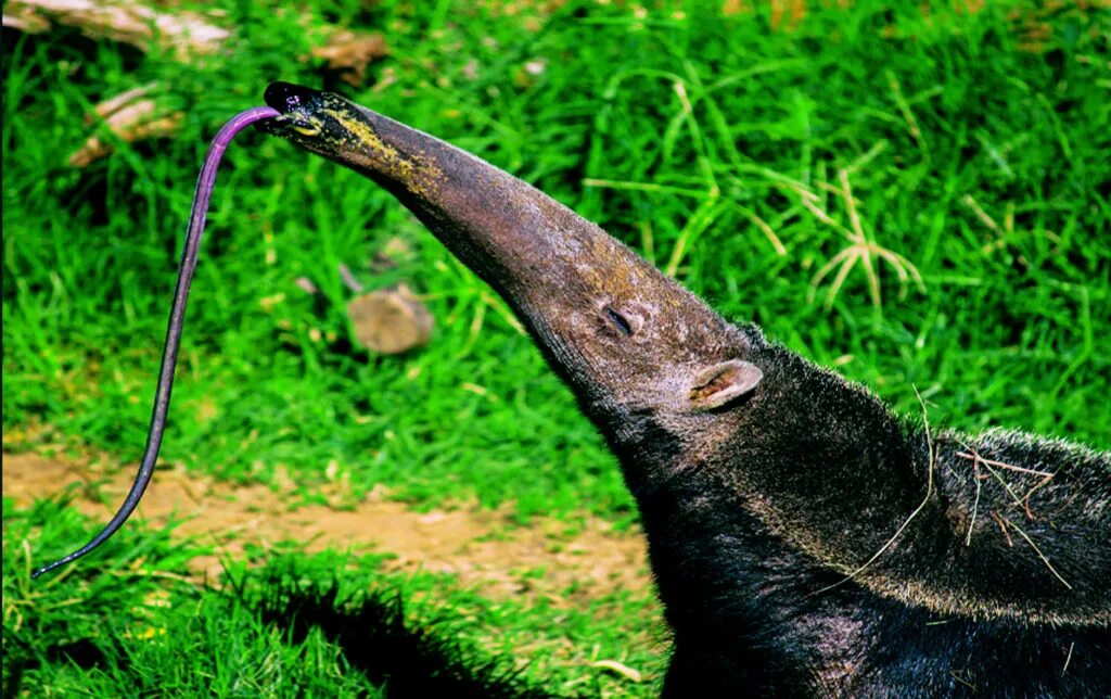 Гигантский муравьед Южной Америки. Giant Anteater. Язык муравьеда. Древний муравьед. Муравьед длинный язык