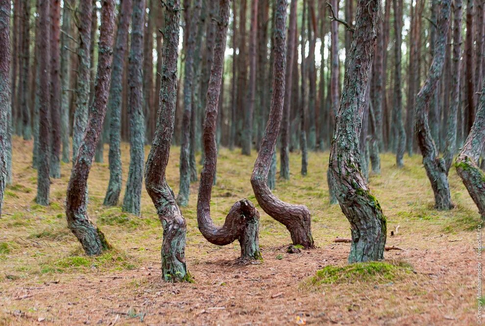 Пляшущий лес. Куршская коса Танцующий лес. Куршская коса Калининград Танцующий лес. Куршская коса аномальная зона Танцующий лес.