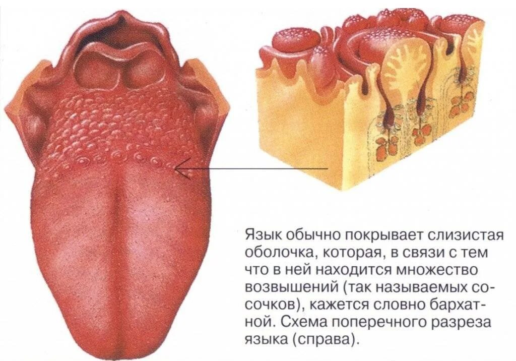 Как избавиться от прыща на языке