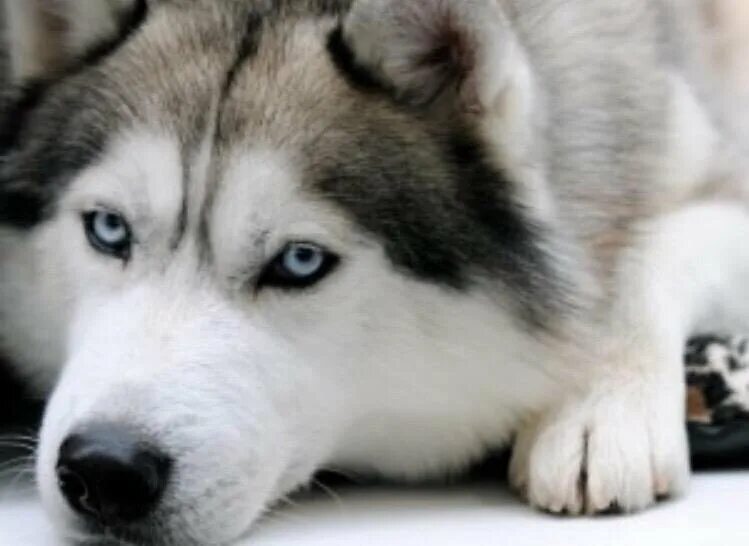 Пес хаски. Сибирский хаски щенки. Сибирский хаски. Сибирский хаски щенки. Сибирский хаски щенки.