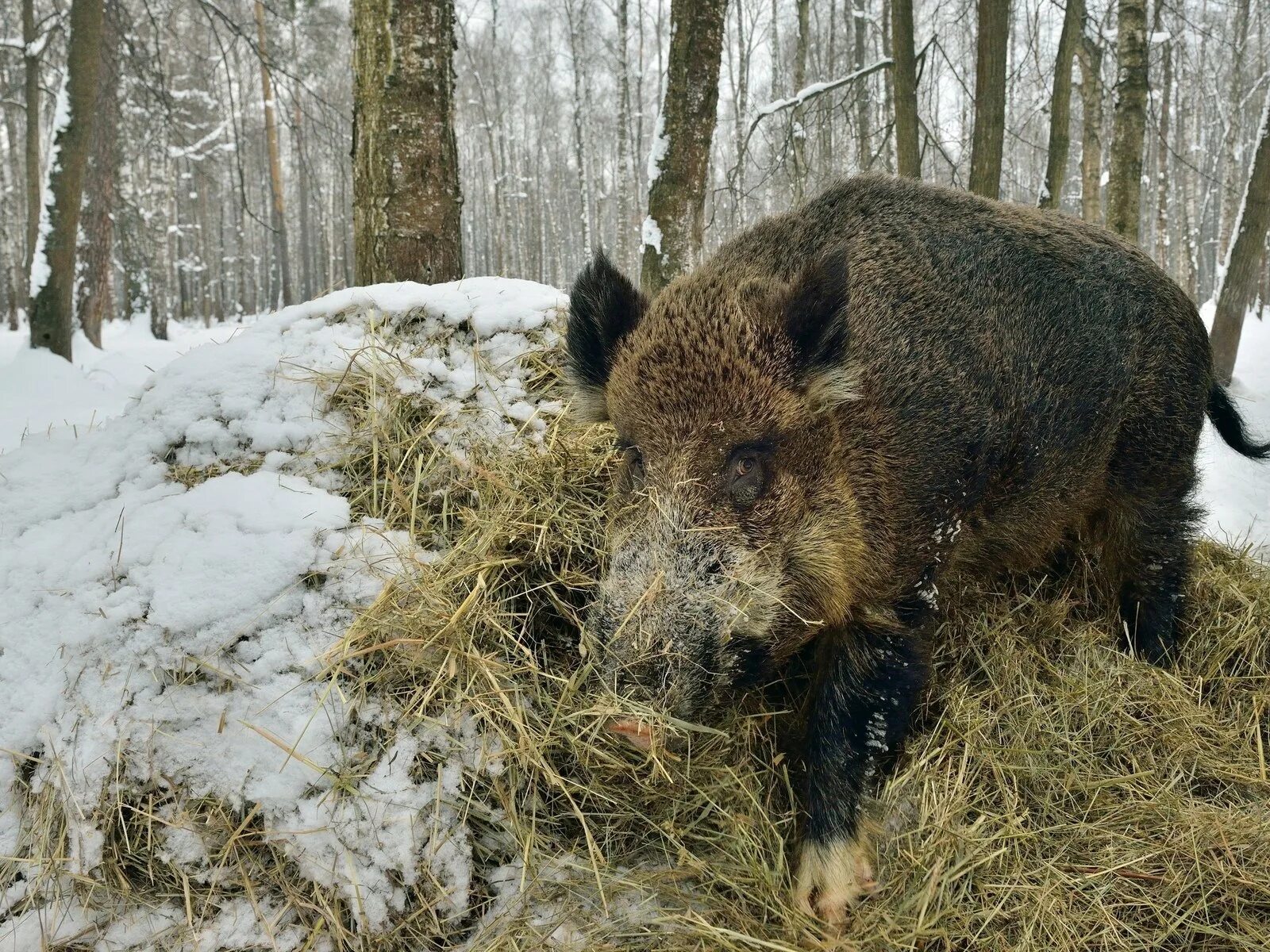 Секач кабан в Нижегородской области. Кабан секач Приморский край. Лосиная биостанция кабаны. Кабан в тундре