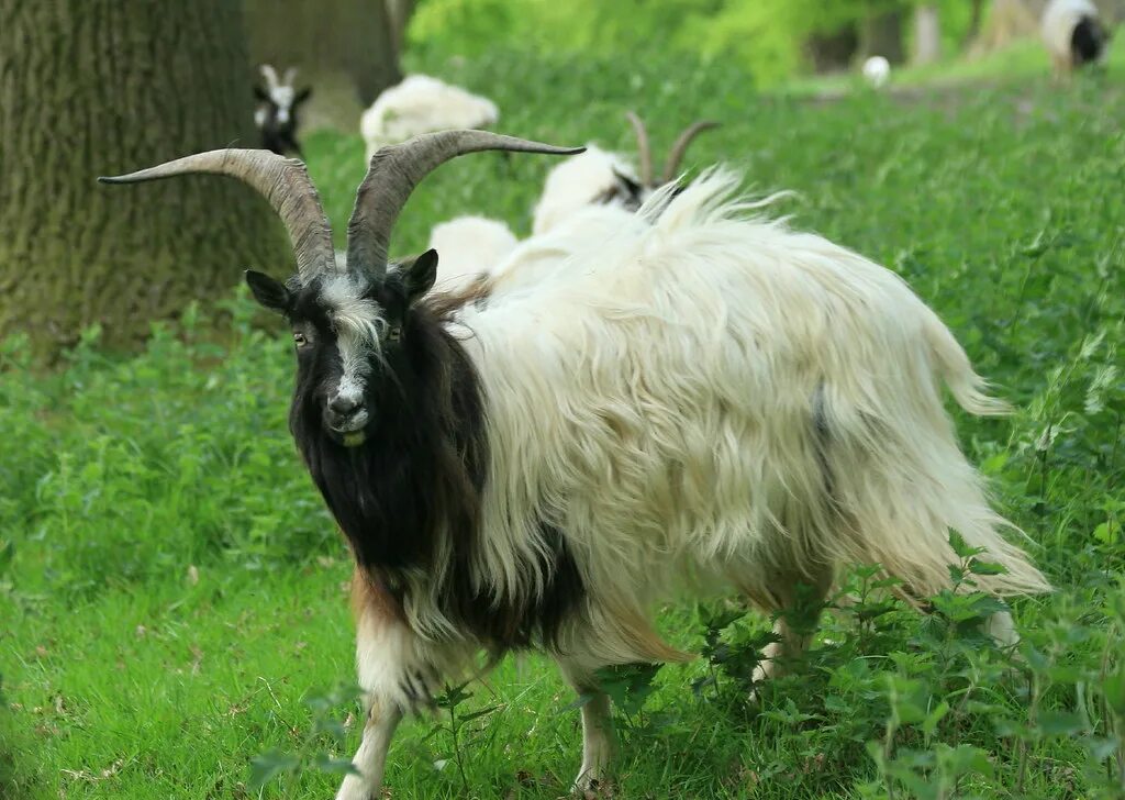 Коза камора. Коза Гиргентана. Породы коз Бионда. Порода коз Гиргентана. Тоггенбургская коза.