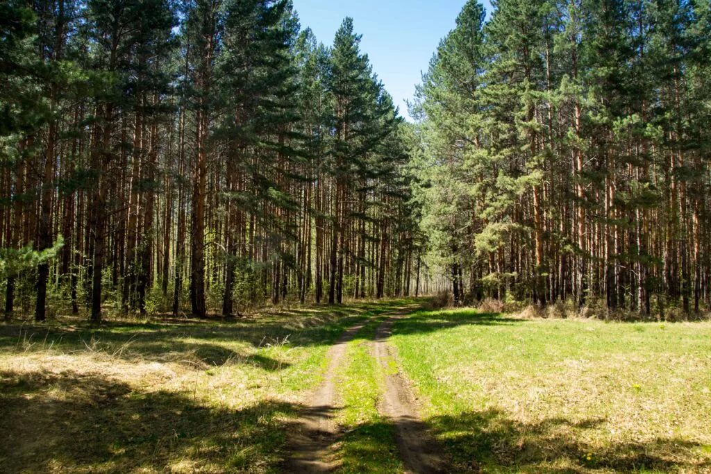 Дорога через сосенки