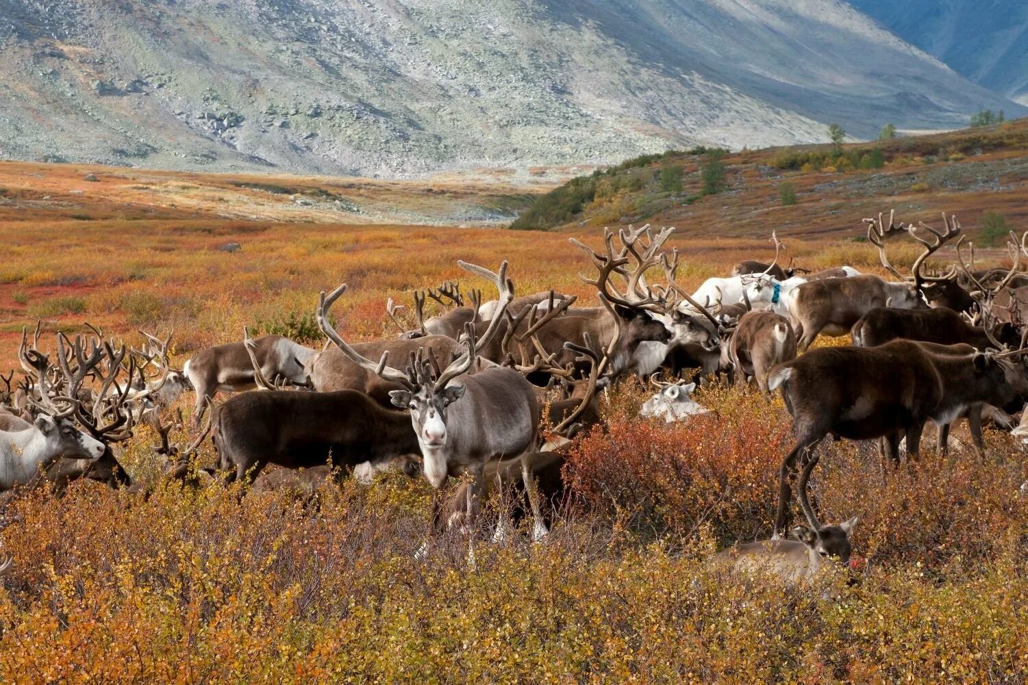 дикий северный олень в тундре. животный мир полуострова ямал. северный олень тундра ненцы. полуостров ямал. полуостров ямал природа.