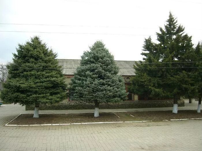 страница ладожская