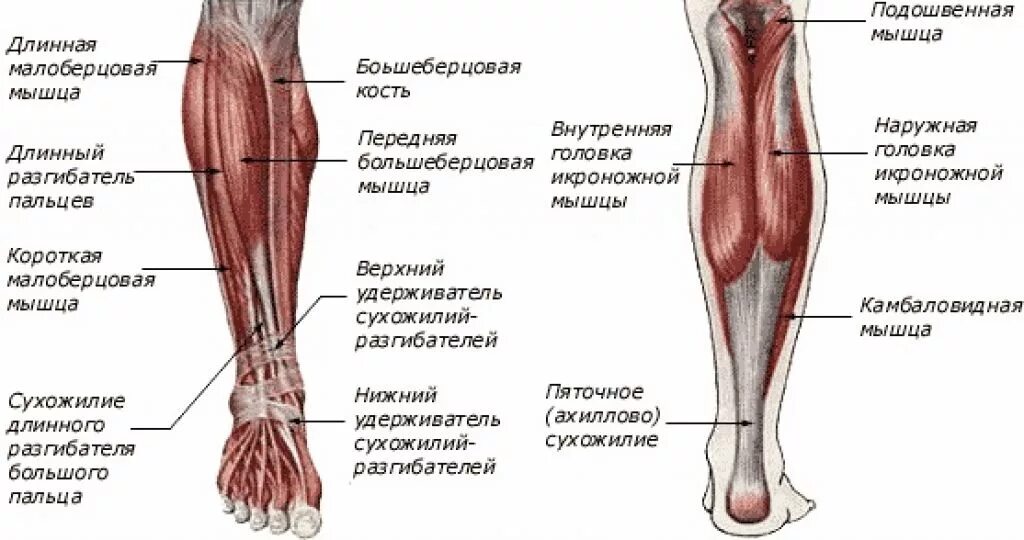 Ноги выше колена. Мышцы нижних конечностей человека анатомия. Трехглавая мышца голени анатомия. Сгибатели голени анатомия. Анатомия мышц голени передняя группа.