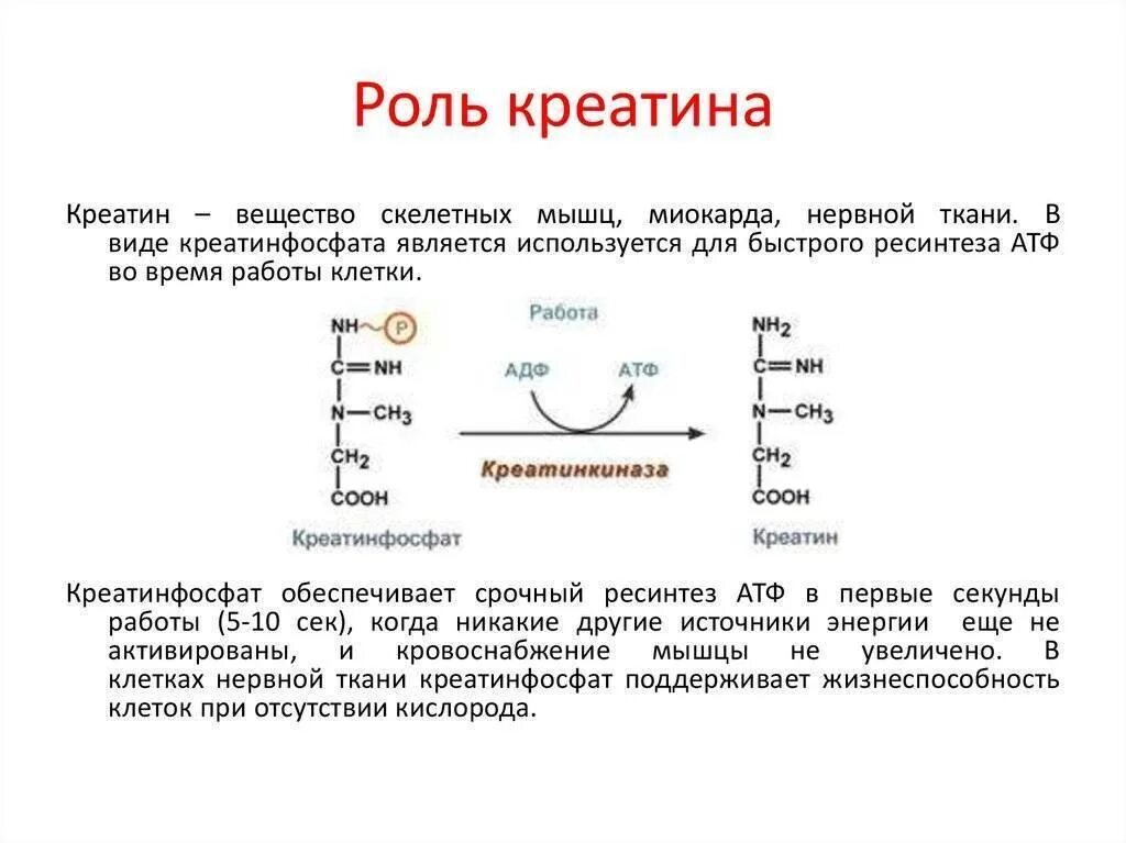 Синтез креатина и фосфокреатина биологическая роль. Роль креатинфосфата биохимия. Строение креатинфосфата. Биологическая роль креатина биохимия. Креатинин действие