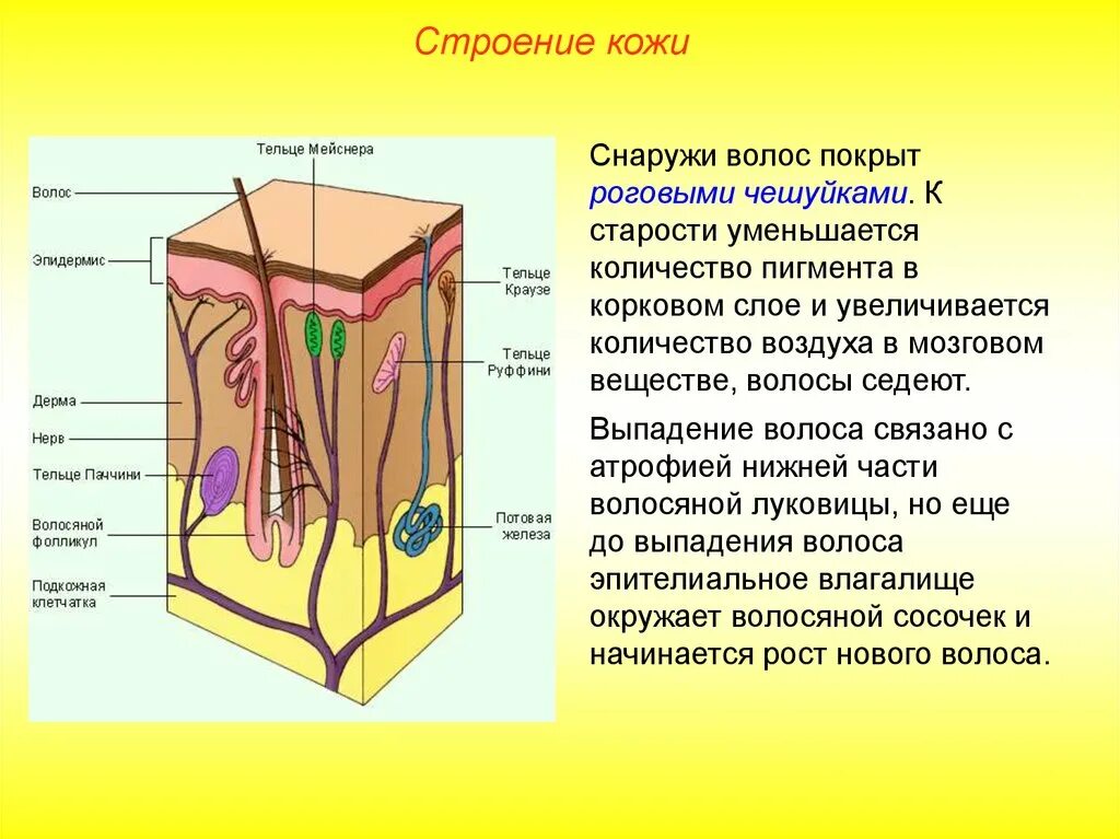 Эпидермис содержит меланин